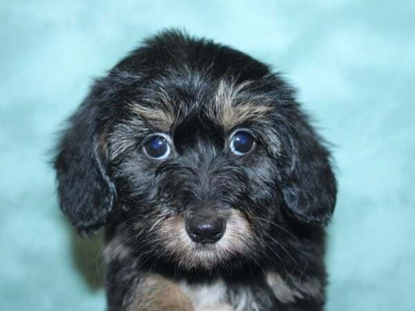 Dachshund/Havanese DOG Male BLK TAN 8435 Petland Rome, Georgia