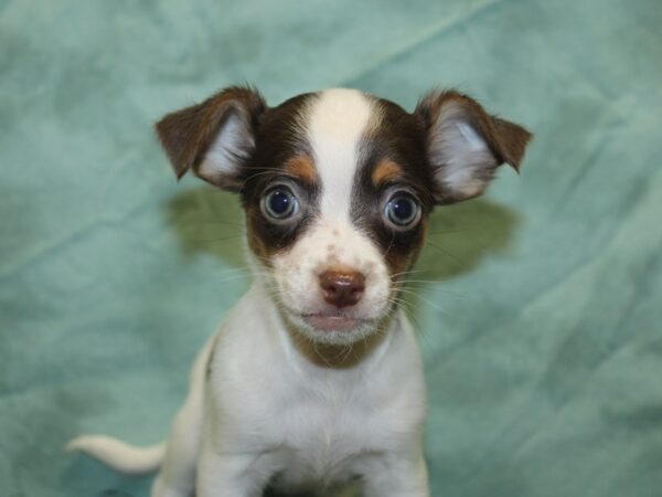 Chihuahua DOG Male choc wh 8437 Petland Rome, Georgia