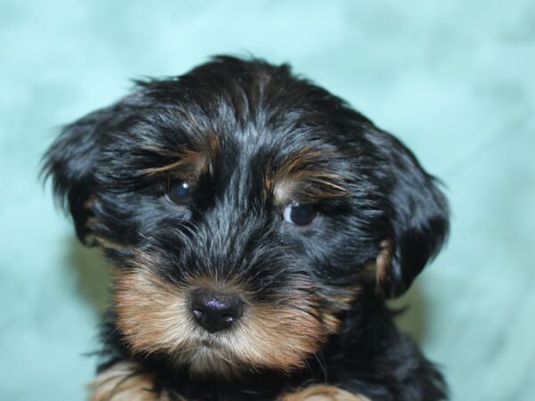 Yorkshire Terrier DOG Male Blk-Tan 8440 Petland Rome, Georgia