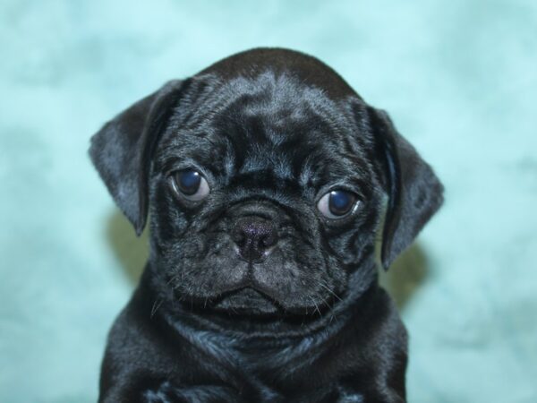 Pug DOG Female Black 8441 Petland Rome, Georgia