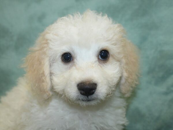 Bichon Frise DOG Female White 18895 Petland Rome, Georgia