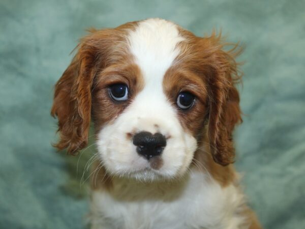 Cavalier King Charles Spaniel DOG Male Blenheim 18900 Petland Rome, Georgia