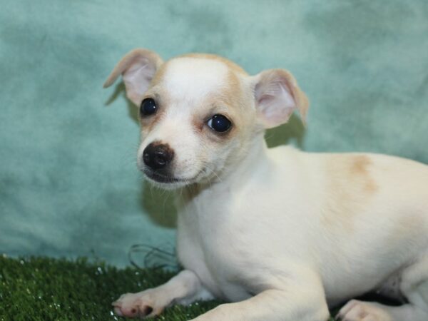 Chihuahua DOG Female White 18896 Petland Rome, Georgia