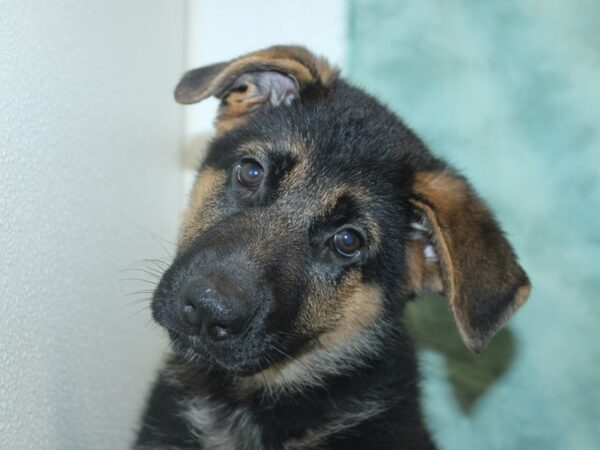 German Shepherd Dog DOG Male Black / Tan 18899 Petland Rome, Georgia