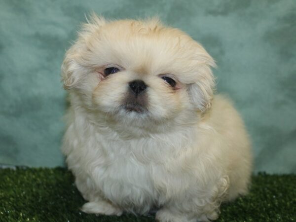 Pekingese DOG Female Cream 18902 Petland Rome, Georgia