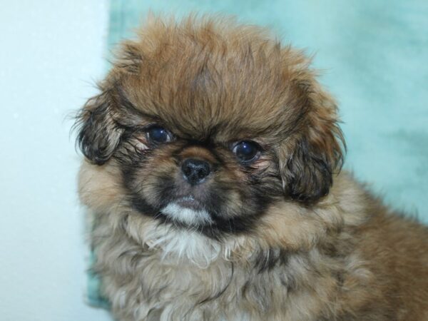 Pekingese DOG Male Red 18903 Petland Rome, Georgia