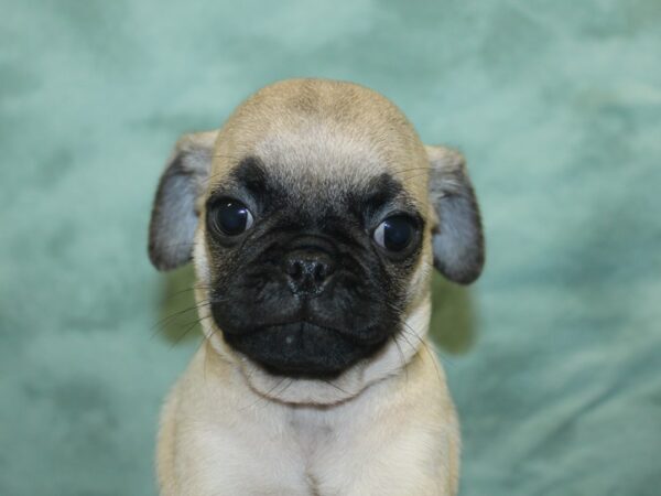 Pug DOG Male Fawn 18904 Petland Rome, Georgia