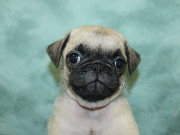 Pug DOG Female Fawn 18905 Petland Rome, Georgia