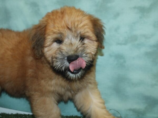 Soft Coated Wheaten Terrier DOG Male Wheaten 18898 Petland Rome, Georgia