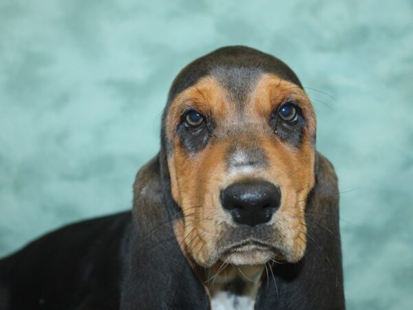 Basset Hound DOG Male Tri-Colored 8446 Petland Rome, Georgia