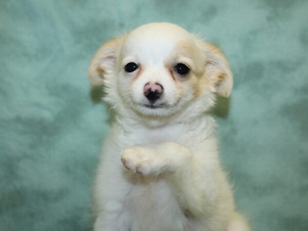 Chihuahua DOG Male White 8445 Petland Rome, Georgia