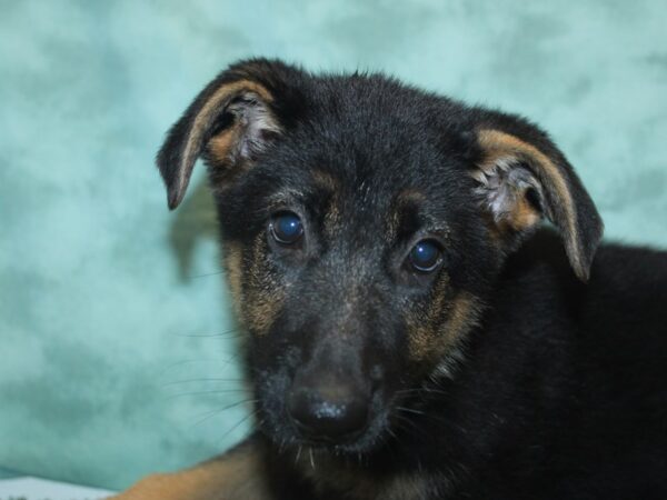 German Shepherd Dog DOG Female Black / Tan 8442 Petland Rome, Georgia