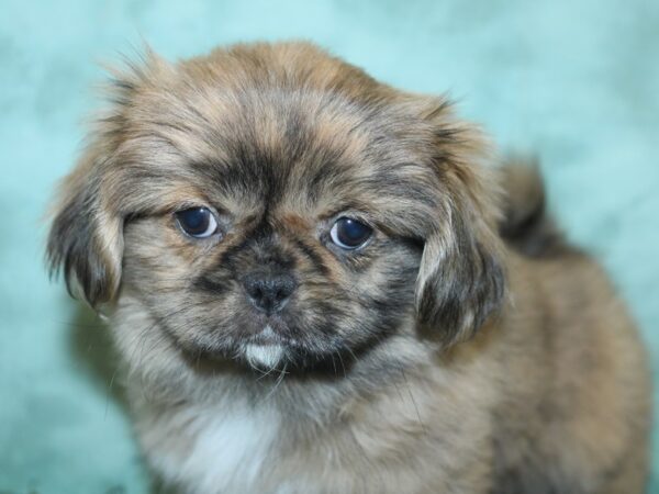 Pekingese DOG Female Sable 8443 Petland Rome, Georgia