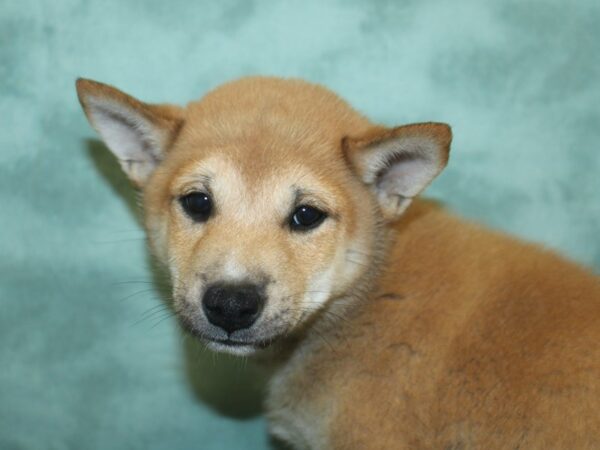 Shiba Inu DOG Male Red / White 8447 Petland Rome, Georgia