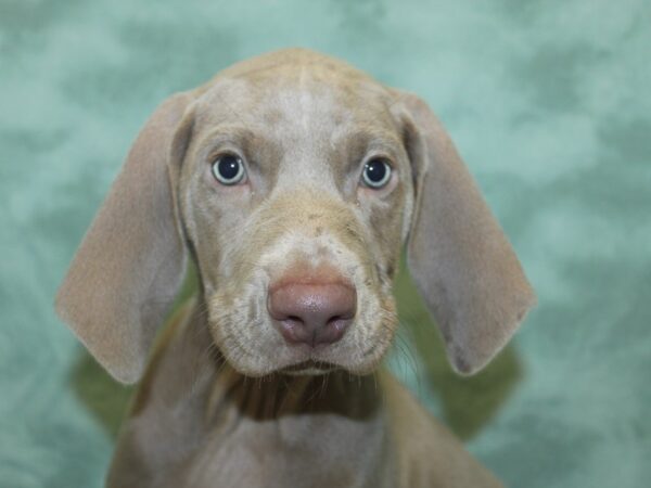 Weimaraner-DOG-Female-Gray-8444-Petland Rome, Georgia