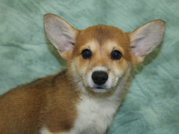 Pembroke Welsh Corgi DOG Female Red / White 8449 Petland Rome, Georgia