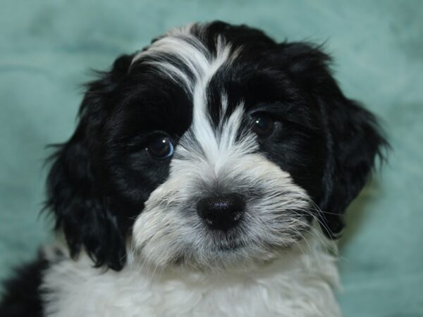 Teddy Bear DOG Male Black / White 18912 Petland Rome, Georgia