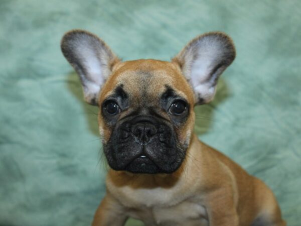 French Bulldog DOG Male Fawn 18909 Petland Rome, Georgia