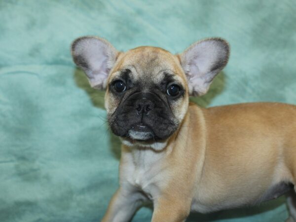 French Bulldog DOG Female Fawn 8448 Petland Rome, Georgia