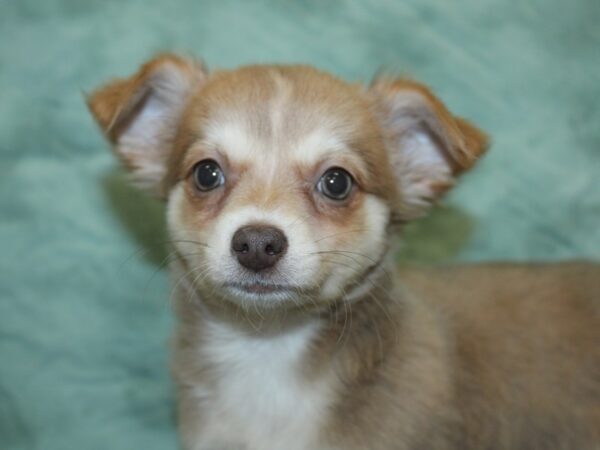 Chihuahua DOG Female Blue Fawn 18908 Petland Rome, Georgia