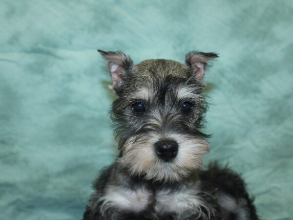 Miniature Schnauzer DOG Female Salt / Pepper 18910 Petland Rome, Georgia