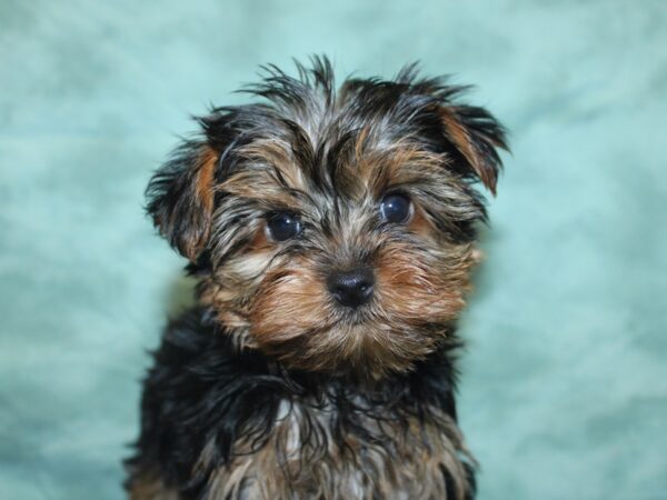 Yorkshire Terrier DOG Female Black and Gold 18930 Petland Rome, Georgia