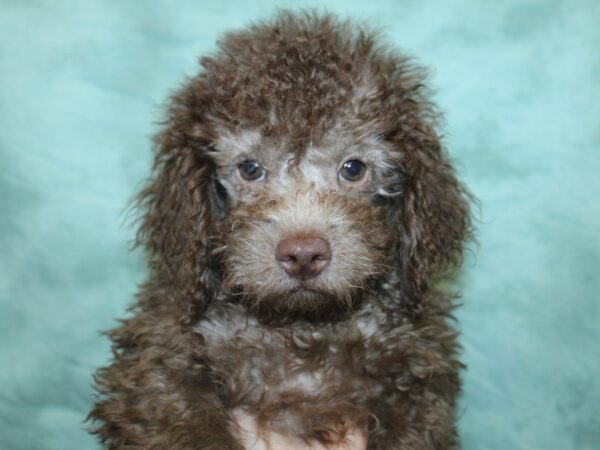 Poodle DOG Male Brown 18928 Petland Rome, Georgia