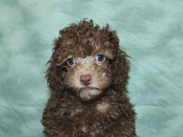 Poodle DOG Male Brown 8461 Petland Rome, Georgia