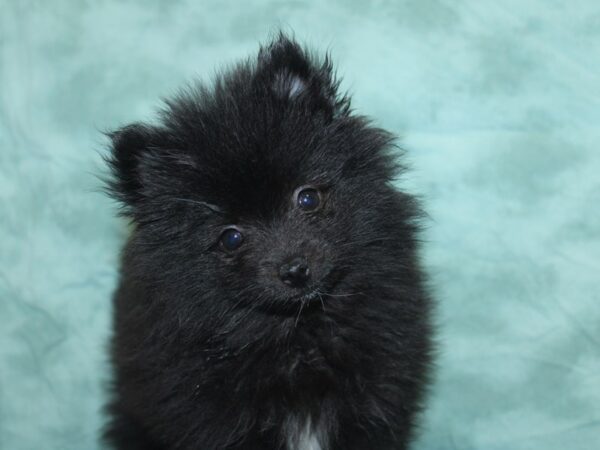 Pomeranian DOG Male Black 18927 Petland Rome, Georgia