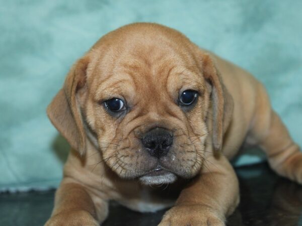 Bull Puggle DOG Male FAWN 8459 Petland Rome, Georgia