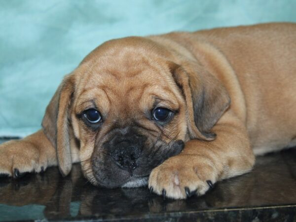 Bull Puggle-DOG-Male-FAWN-8458-Petland Rome, Georgia