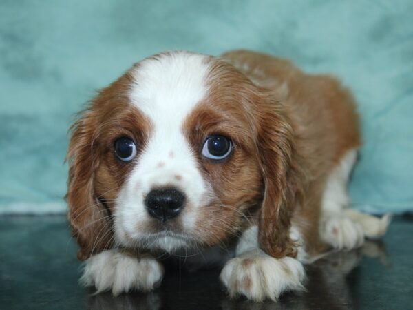 Cavalier King Charles Spaniel DOG Male Blenhiem 18925 Petland Rome, Georgia