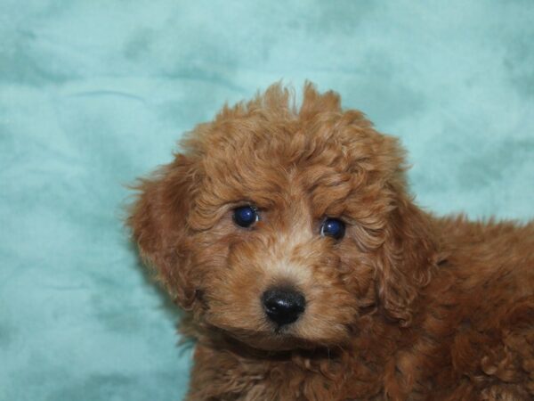 F2 MINI GOLDENDOODLE DOG Male Red 18916 Petland Rome, Georgia