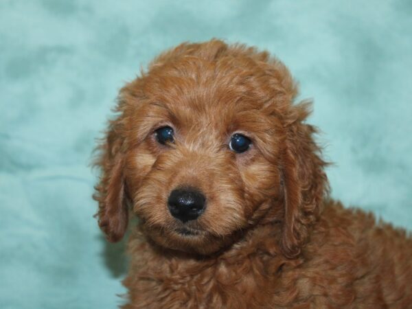 F2 MINI GOLDENDOODLE DOG Male Red 18915 Petland Rome, Georgia