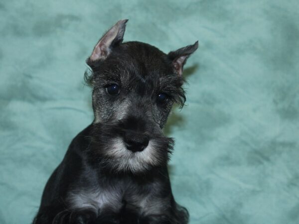 Miniature Schnauzer DOG Male SALT PEPPER 18920 Petland Rome, Georgia