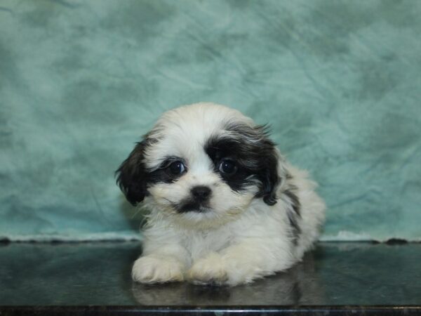 Teddy Bear DOG Female Brown White 8457 Petland Rome, Georgia