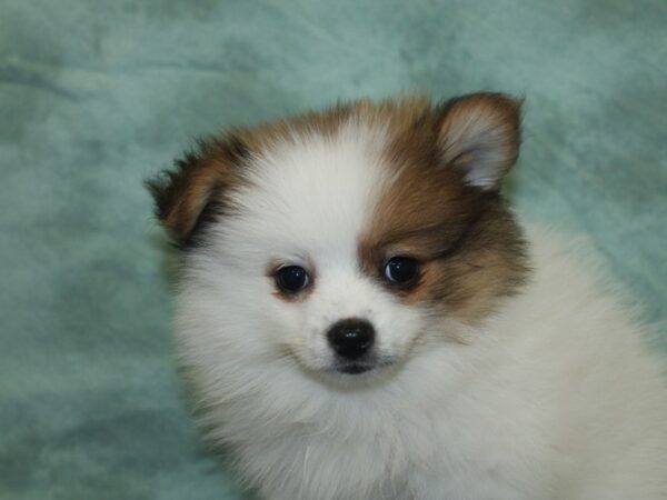 Pomeranian DOG Female SABLE WHITE 8455 Petland Rome, Georgia