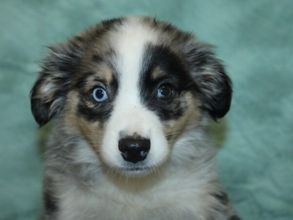 Aussiemo DOG Female Blue Merle 8450 Petland Rome, Georgia