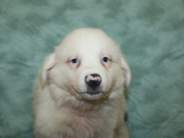 Mini Australian Shepherd-DOG-Female-BLUE MERLE-18917-Petland Rome, Georgia