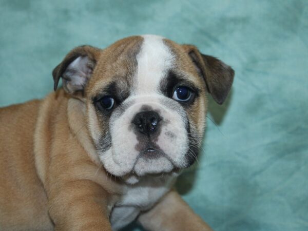 English Bulldog DOG Male FAWN WHITE 18918 Petland Rome, Georgia