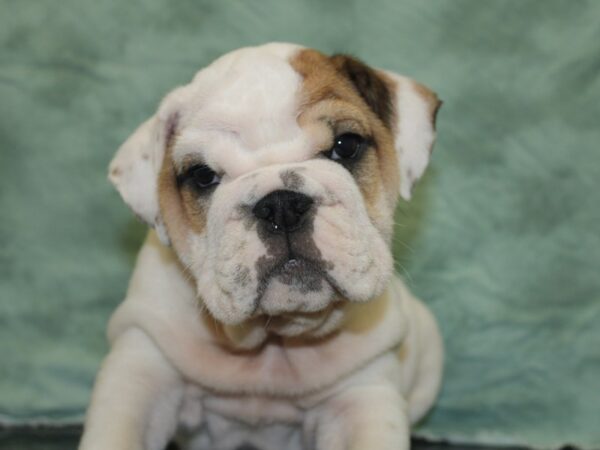 English Bulldog DOG Male FAWN WHITE 8462 Petland Rome, Georgia