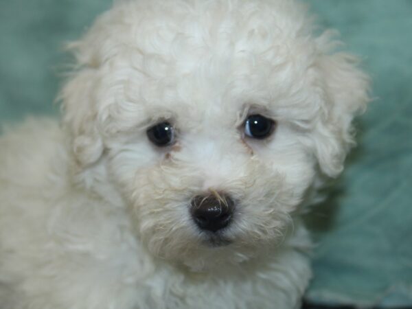 Maltese DOG Male WHITE 8456 Petland Rome, Georgia