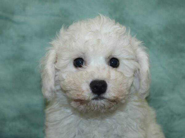 Bichon Frise DOG Male WHITE 18921 Petland Rome, Georgia