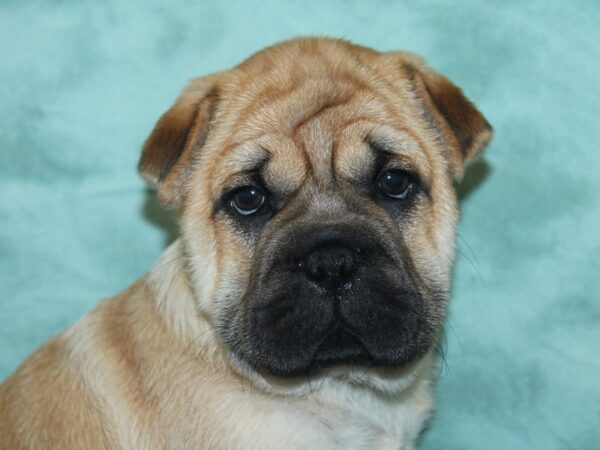 Shuggle-DOG-Male-Fawn-8460-Petland Rome, Georgia