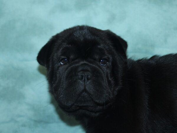 Shuggle DOG Male Black 18932 Petland Rome, Georgia