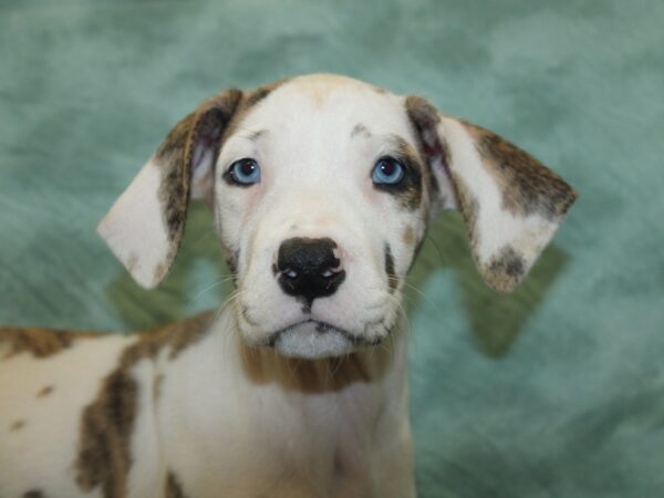 Great Dane DOG Female Merlequin 18926 Petland Rome, Georgia