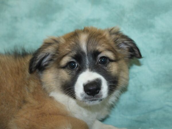 Aussiemo DOG Female Sable 18914 Petland Rome, Georgia