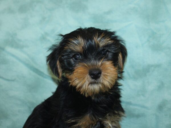 Yorkshire Terrier DOG Male Black Tan 18923 Petland Rome, Georgia