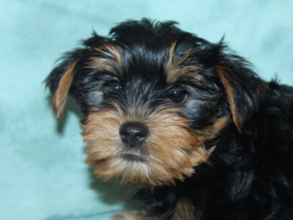 Yorkshire Terrier DOG Female Black Tan 18922 Petland Rome, Georgia