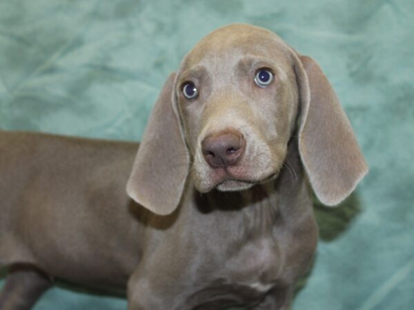 Weimaraner-DOG-Male-Gray-18911-Petland Rome, Georgia